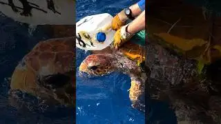 Rescue of a turtle trapped by a fishing net! 