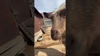 The goat is wearing a bra, and you're not.