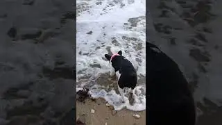 Никки на море. Nikki French bulldog. #frenchiemoment #funny #pets #frenchiefun #frenchbulldoglove