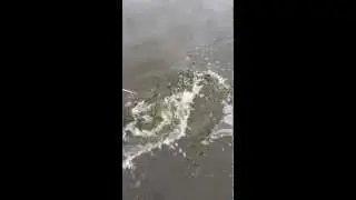 Große Schlei fangen   Drill