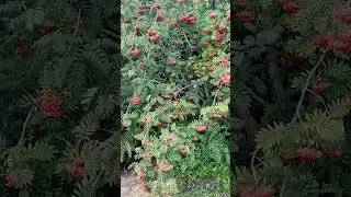Рябина 
