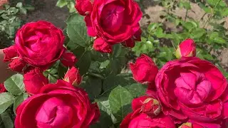 Роза Аскот ( Rose Ascot ) 24.06.2021г. г. Киев
