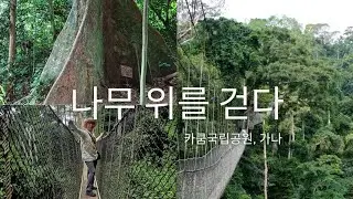 구름다리 타고 나무 위 걷기