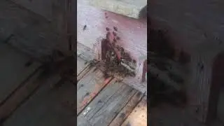 Жизнь у пчёлок кипит, не смотря на маленький взяток. Главное что бы в гнезде был Мёд ☝️