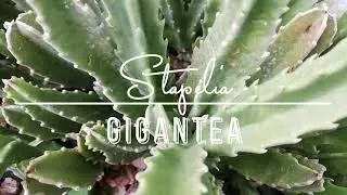 Stapelia gigantea