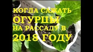 Когда сажать огурцы на рассаду в 2018 году