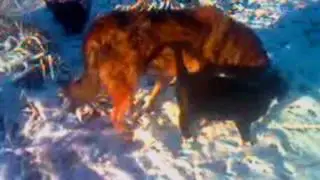 ЯНТАРЬ И БАГИРА ВСЕГДА СО МНОЙ