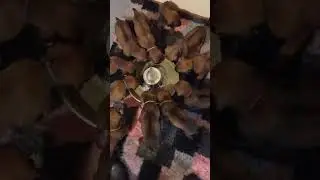 11 Rhodesian Ridgeback Puppies First Civilised Meal