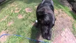 Vicious dog attack caught on camera!