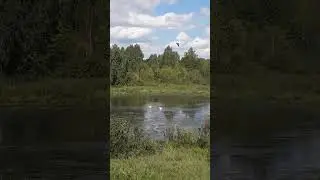 Минем аккошларым үсеп беткәннәр инде.....