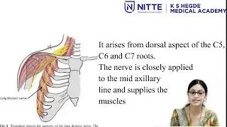 Brachial plexus lecture final