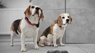 The Drama When You Give Your Dogs Only one Kibble for Dinner Time