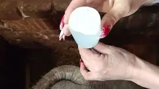 искусственное осеменение свиноматки