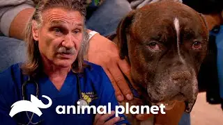 Cachorro com linfoma inicia tratamento quimioterápico | Veterinário das montanhas | Animal Planet