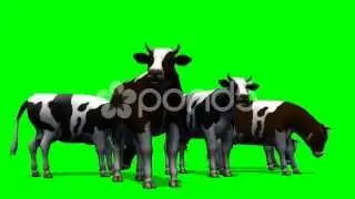 Cows Grazing - Green Screen