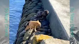 Kucing Berantem Paling Brutal | Sampai Mau Robohin Kandang 😱