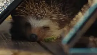 Hedgehog - Galaxy Z Flip5 Tab S9 Water Resistant - Ecosystem - Samsung Commercial