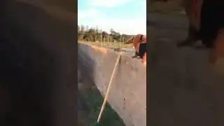 Тамандуа готовится к бою