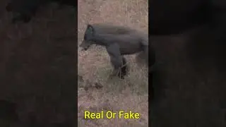 Dogman Encounter Real OR  AI Deep Fake  