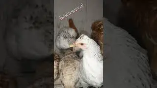 Чубастые курочки! 