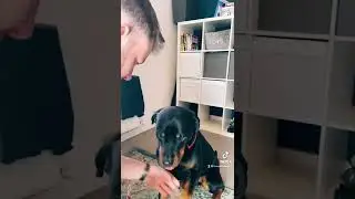 How to cut your dog’s nails!! 💅🐕 #youtubeshorts #grooming #dogtrainingtips