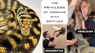 Scrubs, Indigos, And The Joy of Reptiles | 