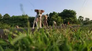 cute dogs playing
