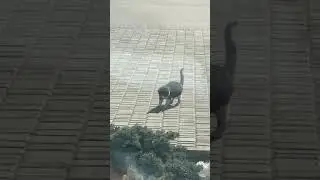 Котик і листочки і вітер