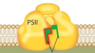 Oxygenic Photosynthesis