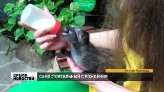 САМОСТОЯТЕЛЬНЫЙ МАЛЫШ