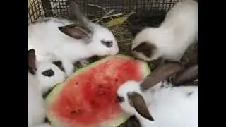 Котенок ест арбуз