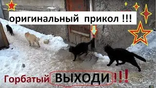 Горбатый Выходи! КОТЫ Оригинальный Прикол . Озвучка  Место встречи изменить нельзя.📽