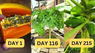 How to grow papaya from store-bought papaya!