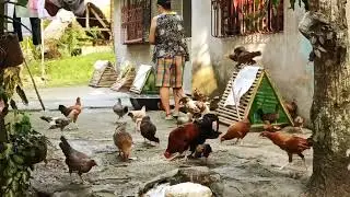 Mga Manok ni Mama aabot na sa 60+🐓 sa bilang 😂 kung papalarin yung mga sisiw lumaki din.