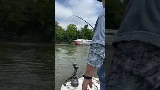 This is a big fish…no joke! #shorts