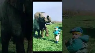 #lovely #animals #animalhumor #cute #funnyanimal #shortvideo #shorts
