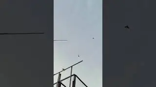 1.09.2024г Вечерний слёт голубей Зухринддина👍