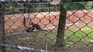 Kangaroos 🦘 in Mysore zoo #zoo #animals #trending #viralvideo #kangaroo #mysorezoo #youtubeshorts
