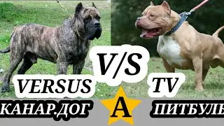 Канарский дог против питбуля.