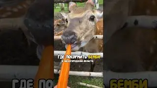 Экотропа Копорье