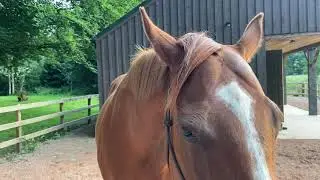 The Great Gift That The Ex-Racehorse Can Give.