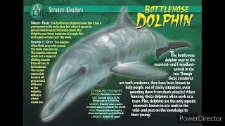 bottlenose dolphin sound effects