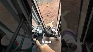 Il A Une Meute Entière De Chiens À Ses Ordres 😱