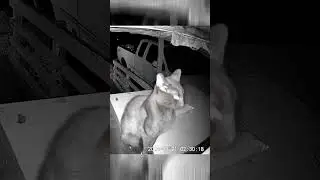 Brief Cat Talk