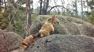 Marmot Courtship