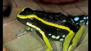 World's Deadliest Frog  and why it's good for you?