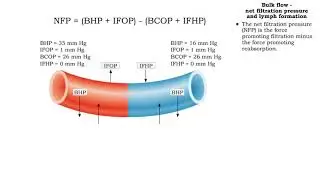 Bulk flow - Factors that influence bulk flow