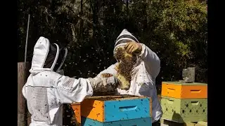 Breaking Down An Apiary