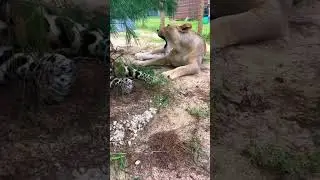 Tree Tank