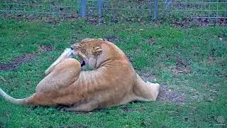 Nikita Foot fight!